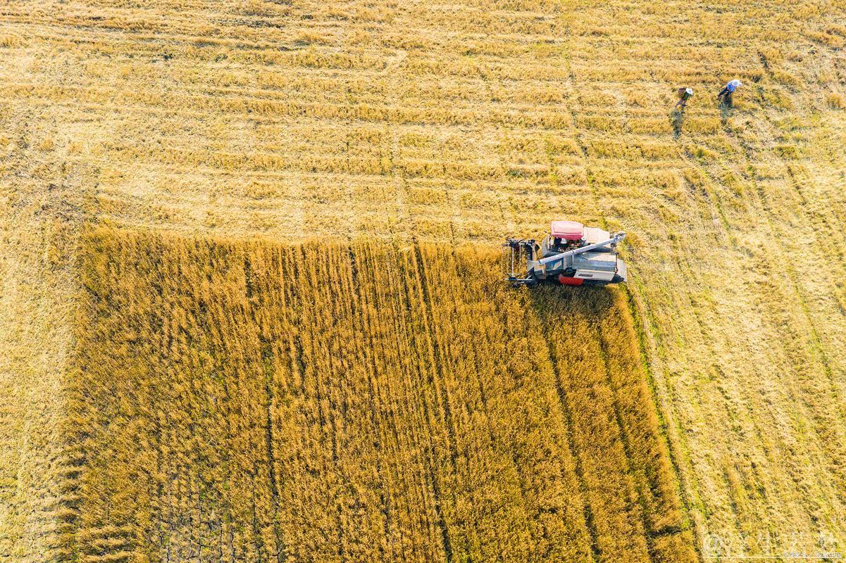 【田野上的希望】各地抓住农时稳步推进农业生产 【田野上的希望】各地抓住农时稳步推进农业生产